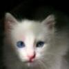 antennaria's picture