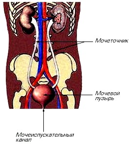 УРОСТОМА, КОЛОСТОМА, ИЛЕОСТОМА, СТОМА, СТОМИРОВАННЫЕ, АСТОМ, АСТОММЕД, КОЛОПЛАСТ, КОНВАТЕК, ХОЛЛИСТЕР, АБУЦЕЛ, НЕСТЛЕ, КАЛОПРИЕМНИКИ, МОЧЕПРИЕМНИКИ, УРОПРЕЗЕРВАТИВ, КАТЕТЕР, ПОДГУЗНИК, УРОЛОГИЧЕСКАЯ ПРОКЛАДКА